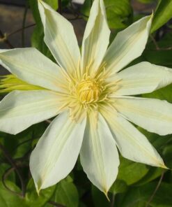 Clematis Guernsey Cream P9/C1 - obrazek 6
