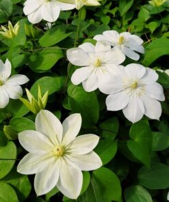 Clematis Guernsey Cream P9/C1 - obrazek 4