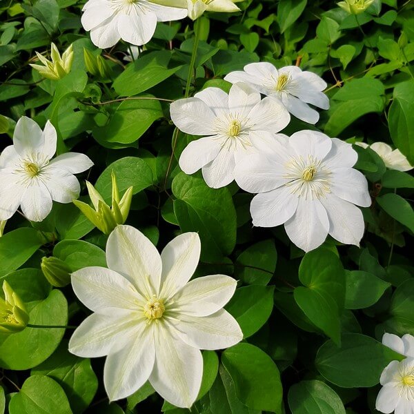 Clematis Guernsey Cream P9/C1 - obrazek 4