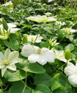Clematis Guernsey Cream P9/C1 - obrazek 5