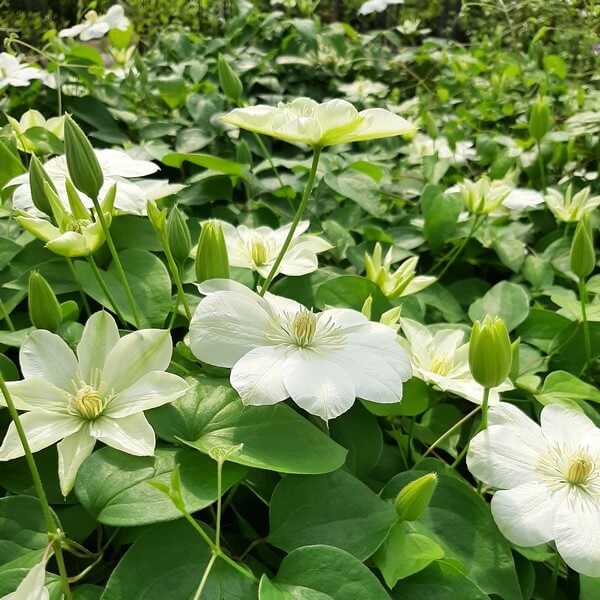 Clematis Guernsey Cream P9/C1 - obrazek 5