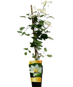 Clematis Guernsey Cream P9/C1 - obrazek 7
