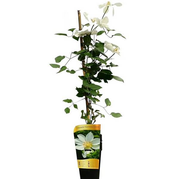 Clematis Guernsey Cream P9/C1 - obrazek 7