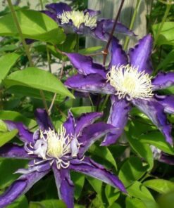 Clematis Hakuookan (wielkokwiatowy) poj, 2L
