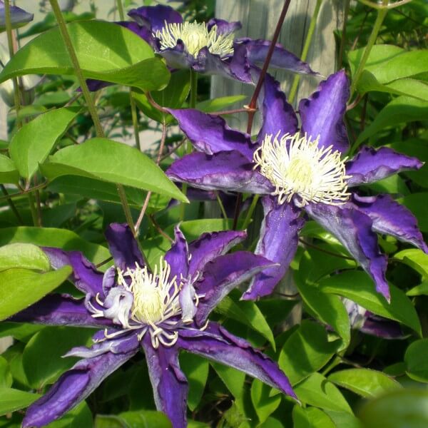 Clematis Hakuookan (wielkokwiatowy) poj. 4L