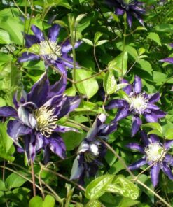 Alternative view of Clematis Hakuookan (wielkokwiatowy) poj, 2L