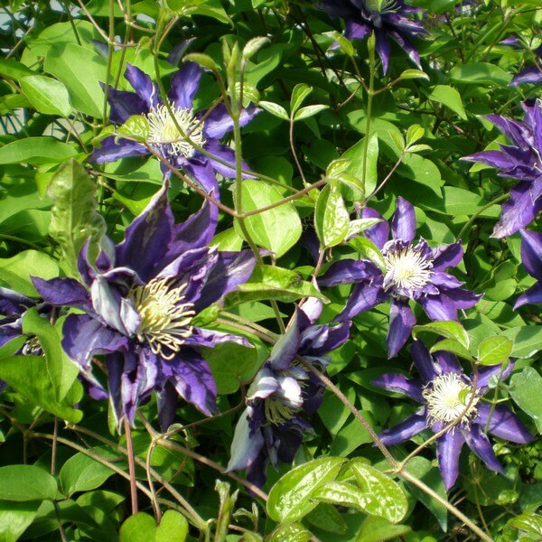 Clematis Hakuookan (wielkokwiatowy) poj. 4L - obrazek 2