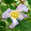 Clematis Hanna (viticella) poj, 4L