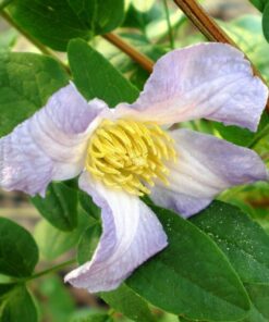 Clematis Hanna (viticella) poj. 2L
