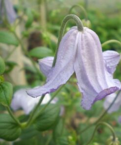 Clematis Hanna (viticella) P9/C1 - obrazek 2