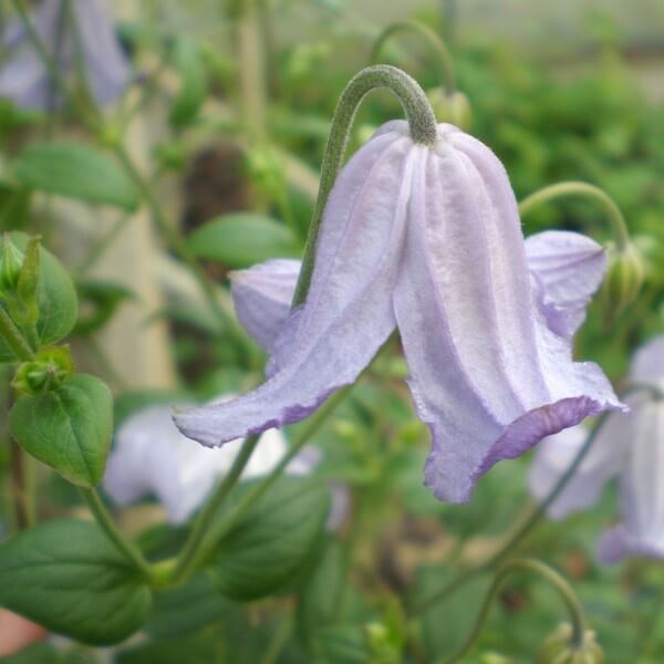 Clematis Hanna (viticella) P9/C1 - obrazek 2