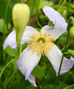 Clematis Hanna (viticella) poj, 4L - obrazek 3
