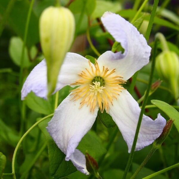 Clematis Hanna (viticella) poj, 4L - obrazek 3
