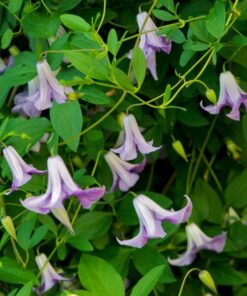 Clematis Hanna (viticella) P9/C1 - obrazek 3