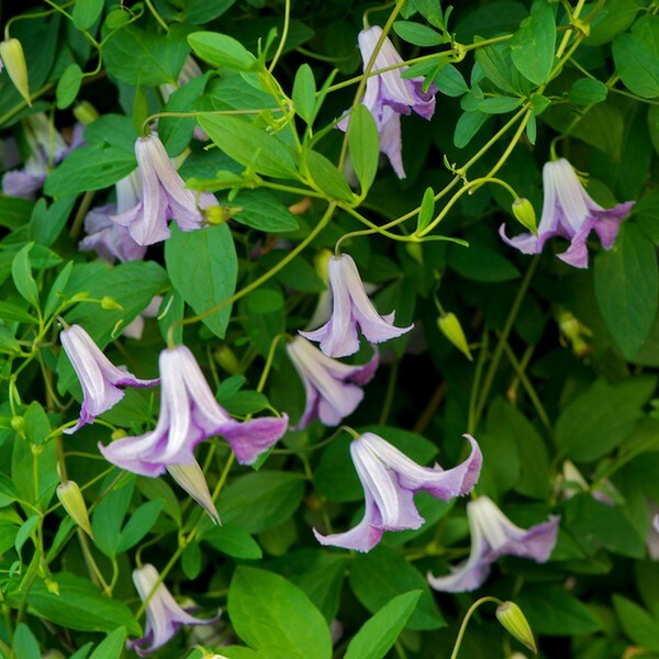 Clematis Hanna (viticella) poj, 4L - obrazek 4
