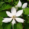 Clematis Henryi (wielkokwiatowy) poj, 2L