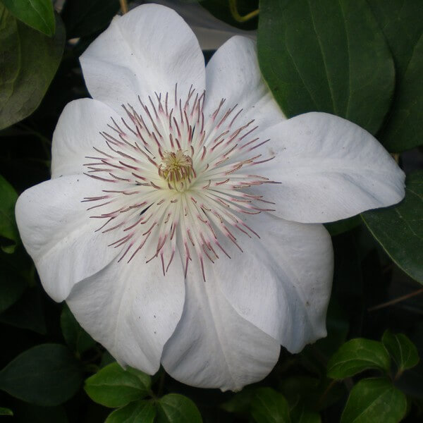 Clematis Henryi (wielkokwiatowy) poj, 2L - obrazek 3