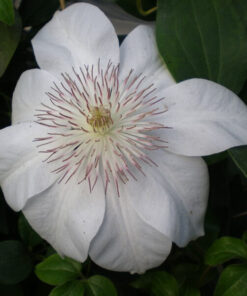 Clematis Henryi (wielkokwiatowy) P9/C1 - obrazek 3