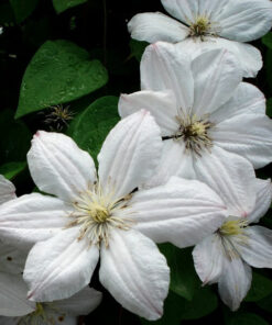 Alternative view of Clematis Henryi (wielkokwiatowy) poj, 2L