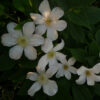 Clematis wielkokwiatowy 'Huldine' P9/C1