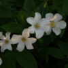 Clematis wielkokwiatowy 'Huldine' poj. 2L
