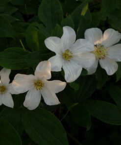 Alternative view of Clematis wielkokwiatowy 'Huldine' P9/C1