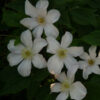 Clematis wielkokwiatowy 'Huldine' poj, 4L