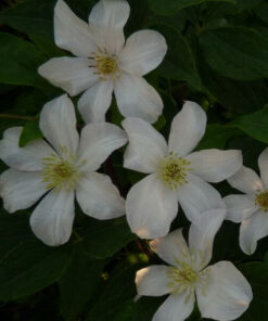 Clematis wielkokwiatowy 'Huldine' P9/C1 - obrazek 3