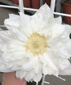 Clematis 'Isago' P9/C1
