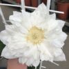 Clematis 'Isago' poj. 2L