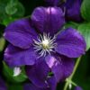 Clematis Jackmanii (wielkokwiatowy) P9/C1