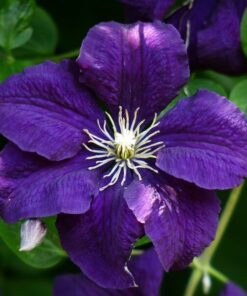 Clematis Jackmanii (wielkokwiatowy) P9/C1