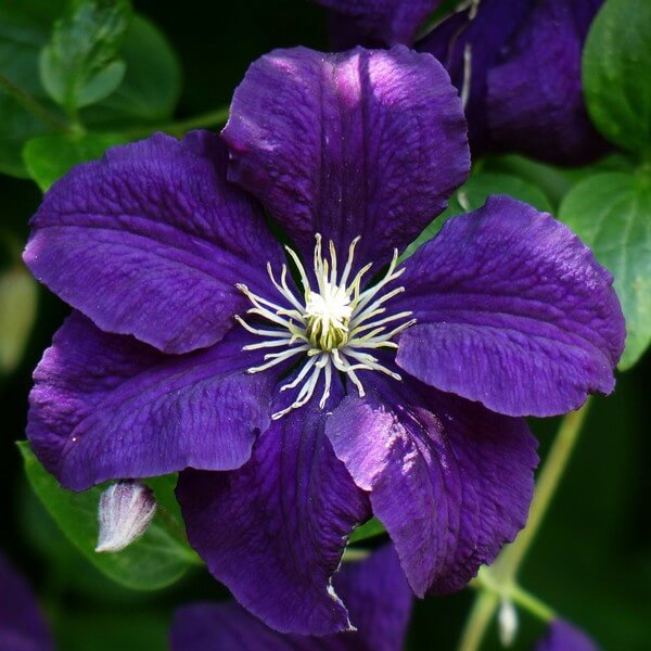 Clematis Jackmanii (wielkokwiatowy) poj. 2L - obrazek 4