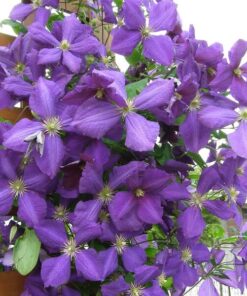 Clematis Jackmanii (wielkokwiatowy) poj, 4L - obrazek 3