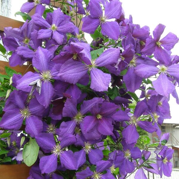 Clematis Jackmanii (wielkokwiatowy) poj. 2L - obrazek 3