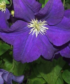 Clematis Jackmanii (wielkokwiatowy) P9/C1 - obrazek 4