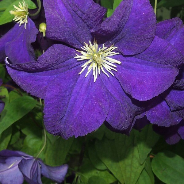 Clematis Jackmanii (wielkokwiatowy) poj, 4L