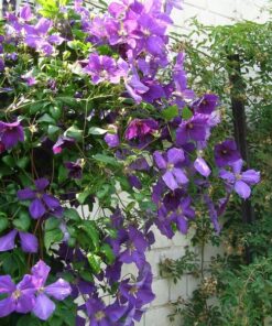 Alternative view of Clematis Jackmanii (wielkokwiatowy) P9/C1