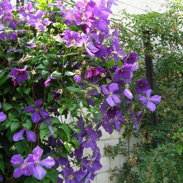 Clematis Jackmanii (wielkokwiatowy) poj, 4L - obrazek 2
