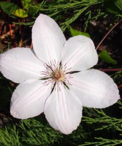 Clematis Jan Paweł II (wielkokwiatowy) poj. 4l - obrazek 4