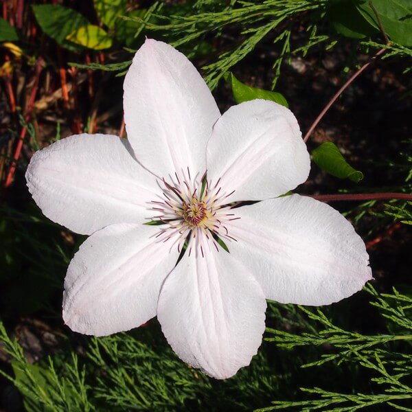 Clematis Jan Paweł II (wielkokwiatowy) poj. 2l - obrazek 4