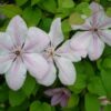 Clematis Jan Paweł II (wielkokwiatowy) poj. 4l