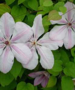 Clematis Jan Paweł II (wielkokwiatowy) poj. 2l - obrazek 3