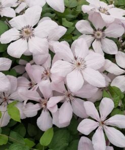 Alternative view of Clematis Jan Paweł II (wielkokwiatowy) poj. 4l