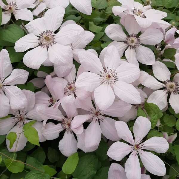 Clematis Jan Paweł II (wielkokwiatowy) poj. 2l - obrazek 2