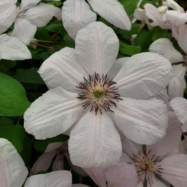 Clematis Jan Paweł II (wielkokwiatowy) poj. 2l