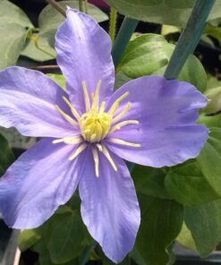 Clematis Justa (wielkokwiatowy) P9/C1