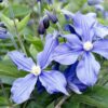 Clematis Justa (wielkokwiatowy) poj, 4l