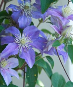 Alternative view of Clematis Justa (wielkokwiatowy) poj, 4l