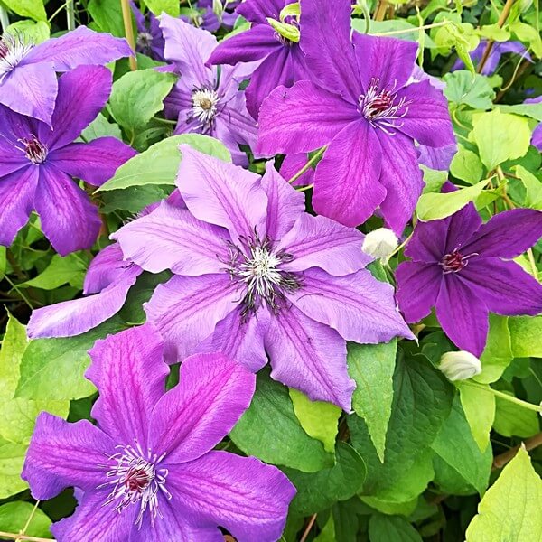Clematis Kacper (wielkokwiatowy) poj, 4L - obrazek 4